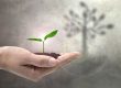 business growth concept plant growing from hand