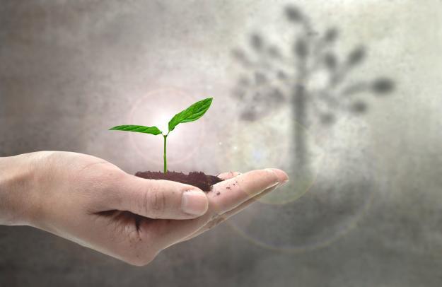 business growth concept plant growing from hand